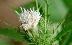 The Power of Cang Zhu: A Remedy for Various Ailments!
