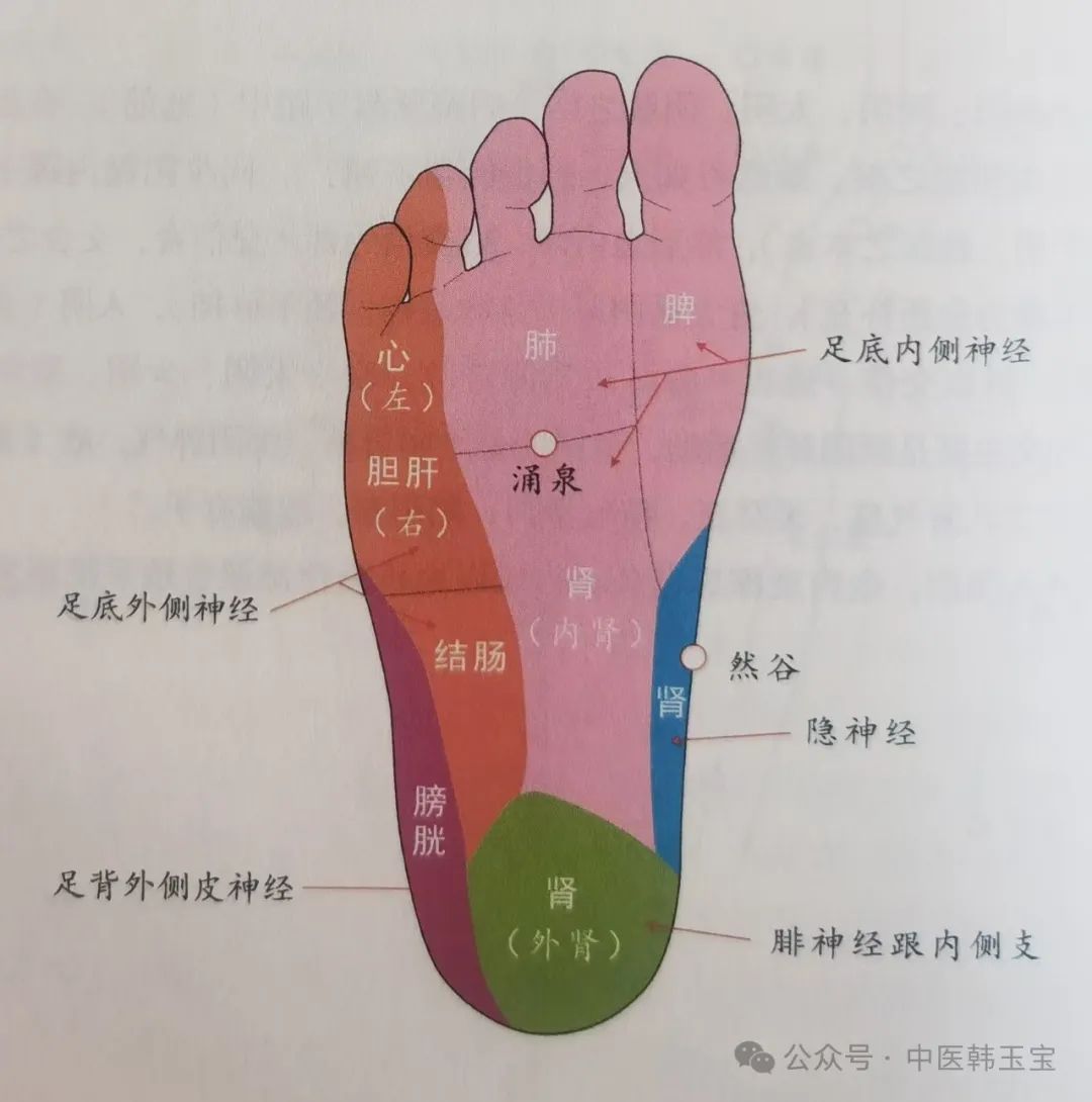 Meridian Studies I: Wu Men Meridian System - Three Yin Meridians and Foot Meridians