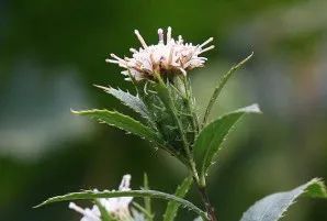 Understanding Atractylodes: A Comprehensive Guide to This Traditional Chinese Herb
