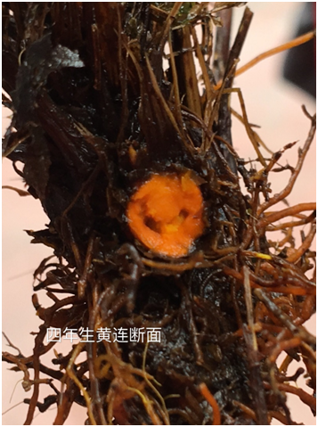 Traditional Chinese Medicine Series: Huang Lian (Coptis)