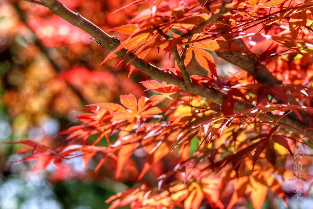Autumn Equinox Health Preservation: Balancing Yin and Yang
