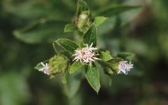 Atractylodes: An In-Depth Exploration of This Essential Chinese Herb