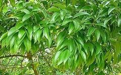 Cinnamon (Ròu Guì) - A Comprehensive Overview from Traditional Chinese Medicine