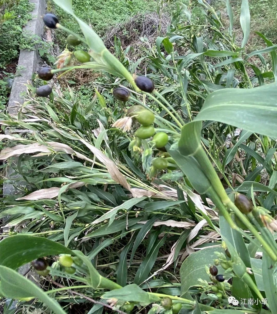 Analysis of Coix Seed (Yi Yi Ren) and Its Root in Traditional Chinese Medicine