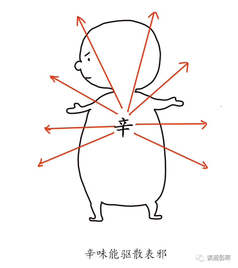 Are You Suffering from Wind-Cold or Wind-Heat Cold? If You Can't Distinguish, Use This!