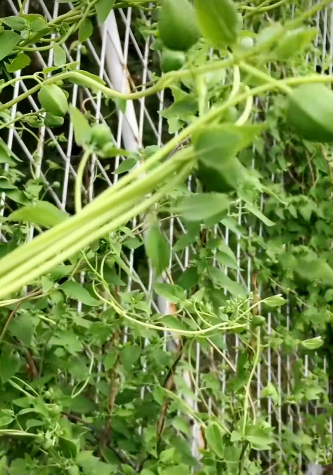 Key Points for Growing Codonopsis (Dang Shen)