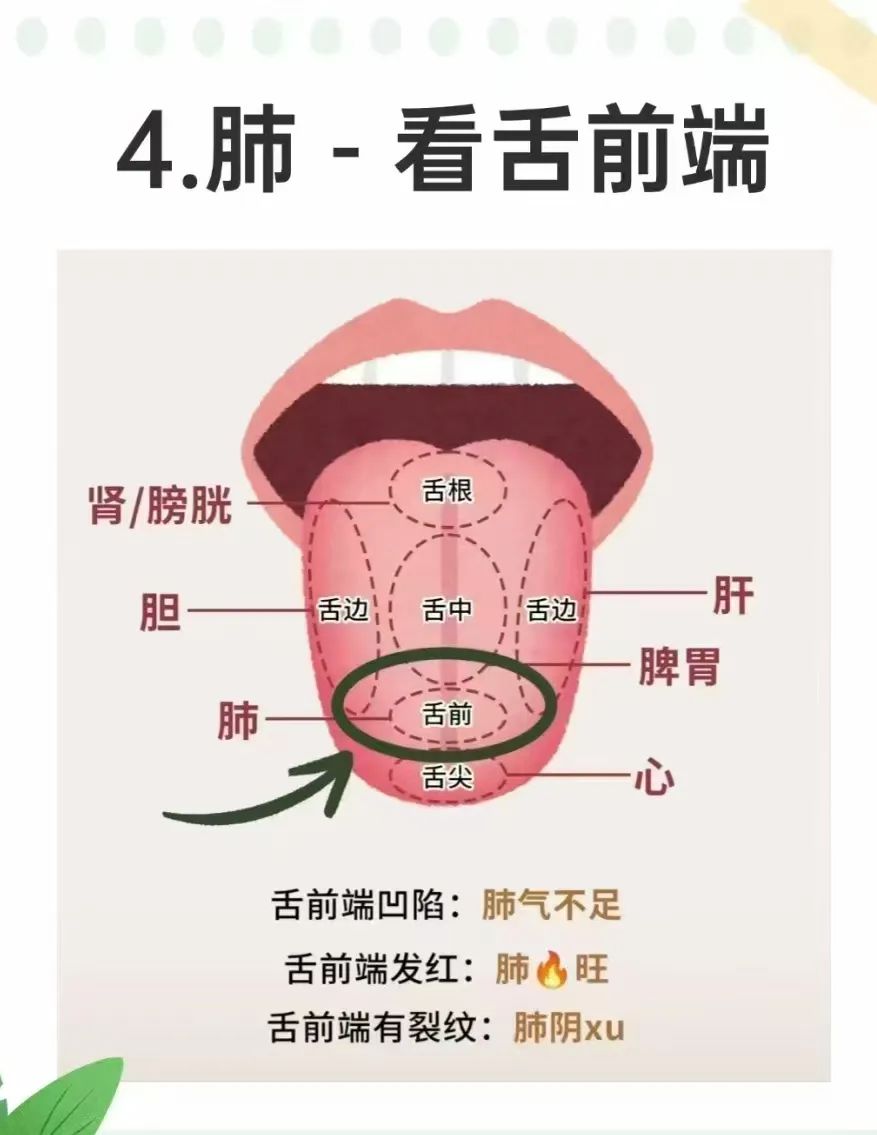 Tongue Diagnosis and the Five Organs