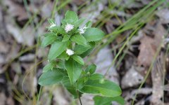 Cultivation of Traditional Chinese Medicinal Herb - Cang Zhu (Atractylodes)