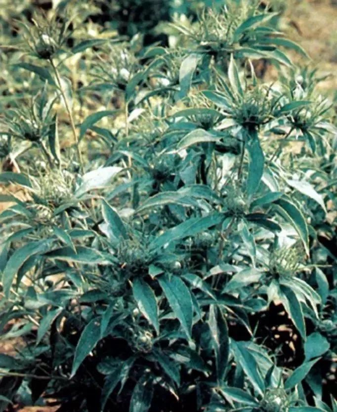 Learning About Traditional Chinese Medicine: Atractylodes (Cang Zhu)