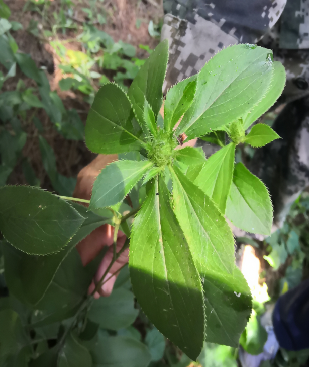 Daily Herb 182: Atractylodes - The Sacred Herb for Drying Dampness and Strengthening the Spleen