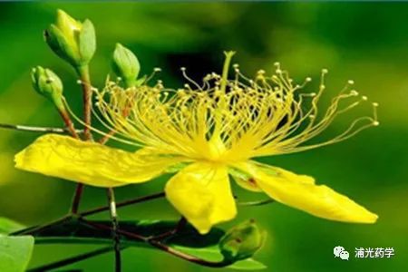 Weekly Herb: Lian Qiao (Forsythia)