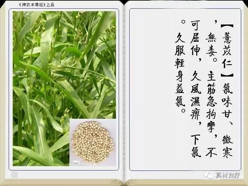 Coix Seed (Yi Yi Ren): Benefits and Uses in Traditional Chinese Medicine