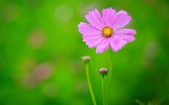 Understanding Yin Deficiency in Traditional Chinese Medicine