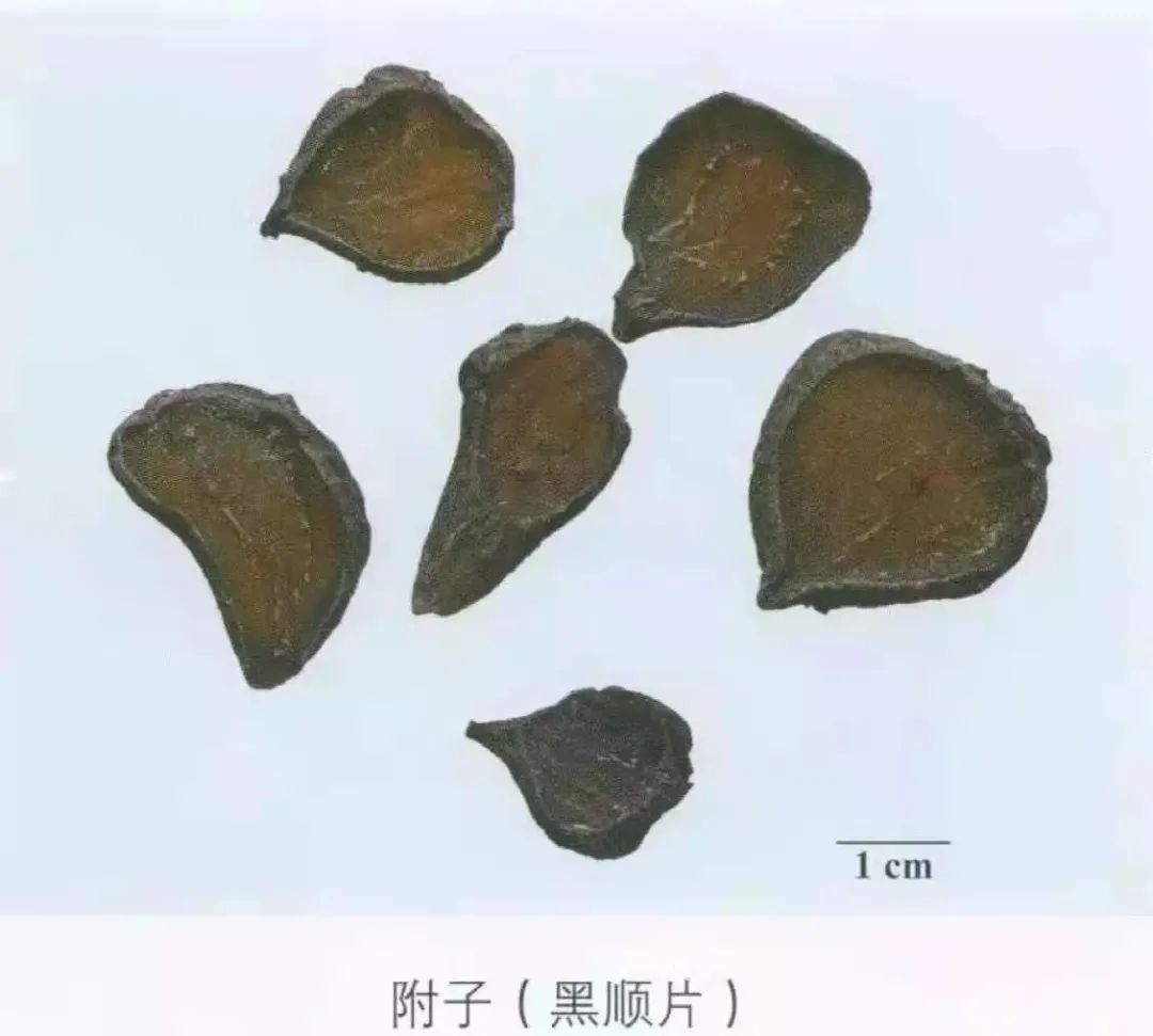 Weekly Herb - Fu Zi (Aconite)