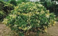 Jin Yin Hua (Honeysuckle Flower) - A Comprehensive Overview