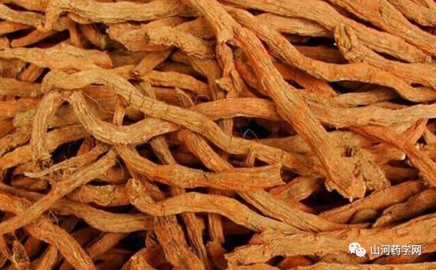 Traditional Chinese Medicine: Dan Shen (Salvia miltiorrhiza)