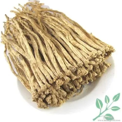 The Medicinal and Nutritional Benefits of Dang Shen (Codonopsis pilosula)