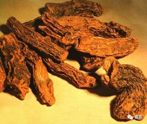 Causes and Symptoms of Kidney Yang Deficiency: What TCM Yang-Replenishing Herbs Are Available?