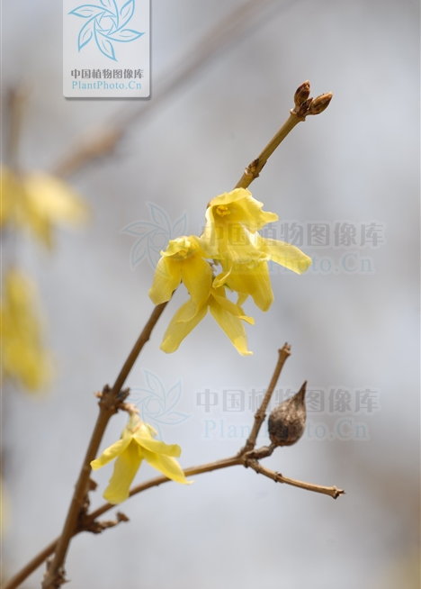 Identifying Medicinal Herbs through Spring Flowers