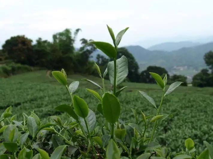 Comparing Wuyi Narcissus and Cinnamon: Which is Better?