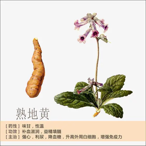 Rehmannia Glutinosa: A Comprehensive Overview