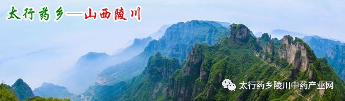The Efficacy and Functions of Codonopsis (Dang Shen)
