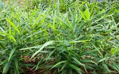 Identification of Dried Ginger (Gan Jiang)