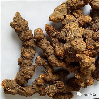 The Efficacy and Functions of Cang Zhu (Atractylodes Lancea)