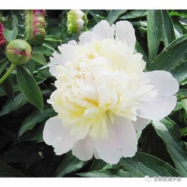 Guide to the Use of Bai Shao (White Peony)