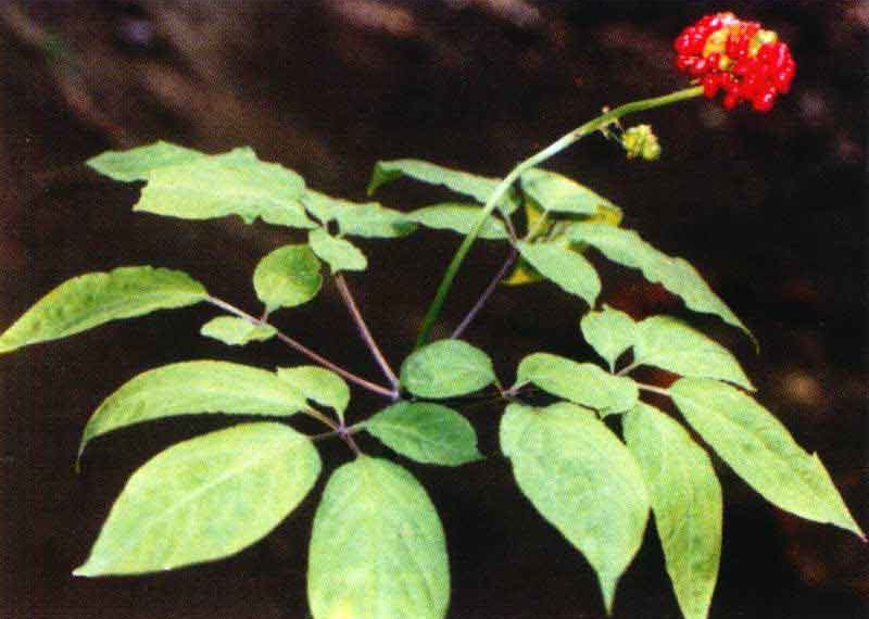 Introduction to Commonly Used Chinese Medicinal Herbs: Ginseng