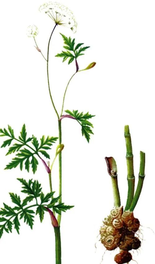 Famous Anti-Cancer Chinese Herbal Medicine