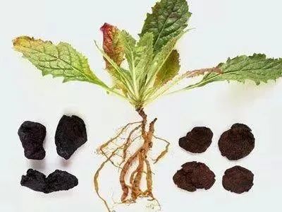 A Key Tonic Herb - Shu Di Huang (Rehmannia Glutinosa)