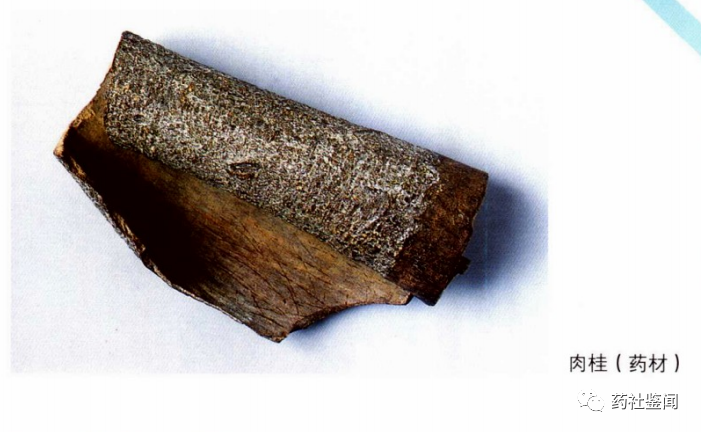 Cinnamon Bark (Rougui) - A Comprehensive Overview