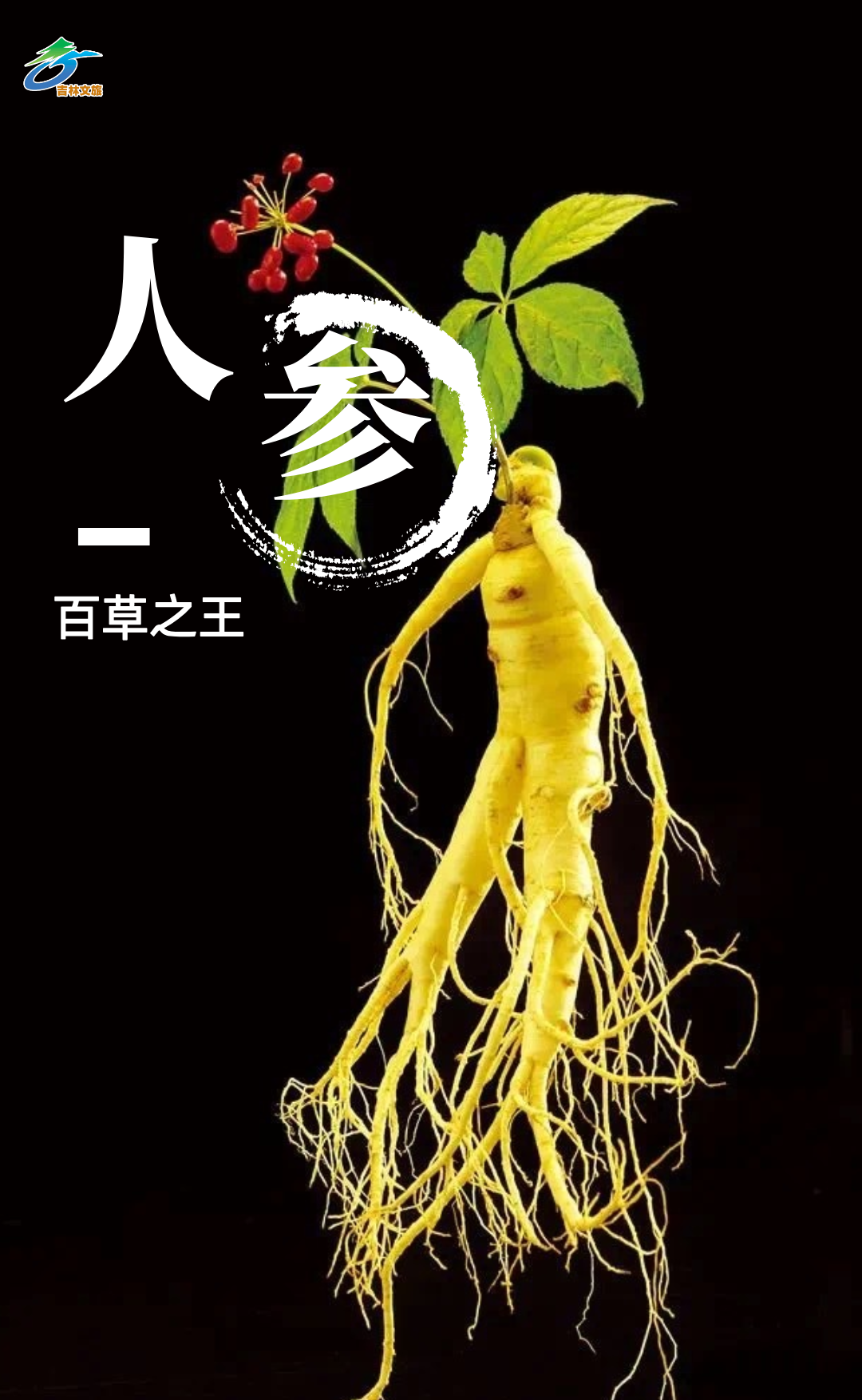 Young People Embrace Changbai Mountain Ginseng!