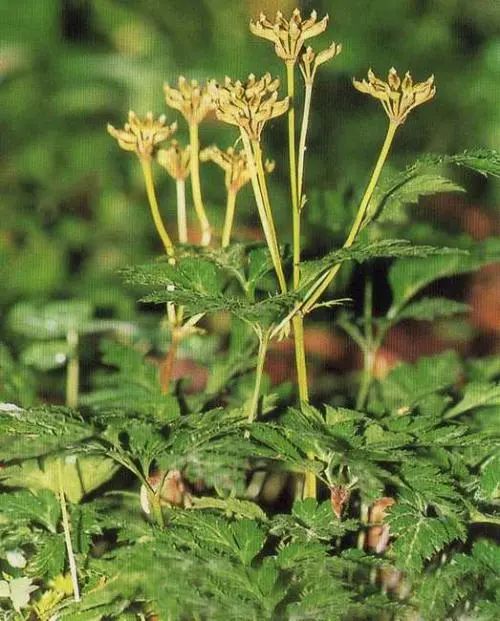 The Remarkable Chinese Herb: Huang Lian (Coptis chinensis)