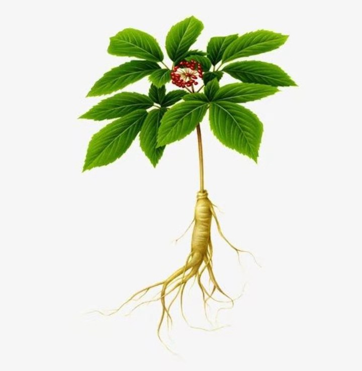 The Medical Benefits of Ginseng You Need to Know!