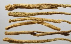 Understanding Dang Shen (Codonopsis pilosula) in Traditional Chinese Medicine
