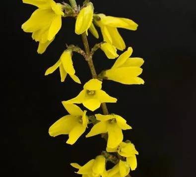 What is Lian Qiao and What are its Effects and Functions?