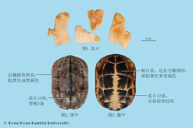 Understanding Yin Deficiency Constitution in Traditional Chinese Medicine
