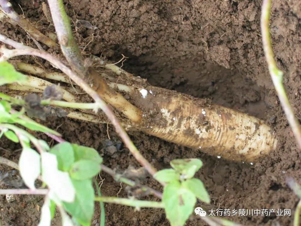 Understanding Codonopsis: The Lesser-Known Ginseng