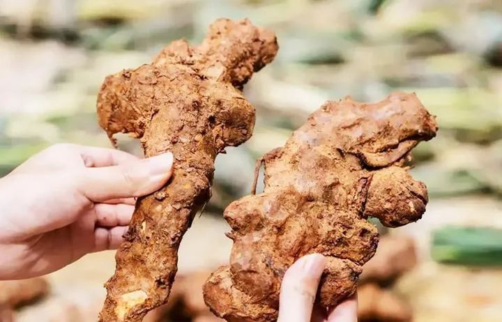 The Most Effective Herbs for Lowering Uric Acid, All Affordable