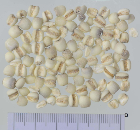 Premium Chinese Medicine | Coix Seed