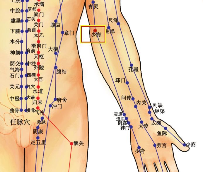 Acupoint Knowledge | Twelve Meridians: Shaohai Point of the Hand Shaoyin Heart Meridian