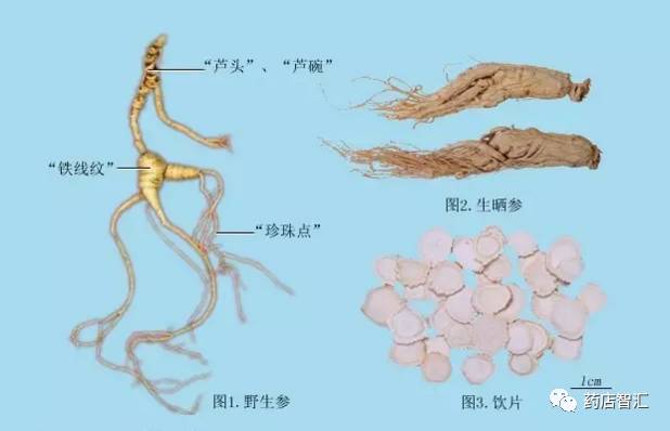 Ginseng: A Comprehensive Overview