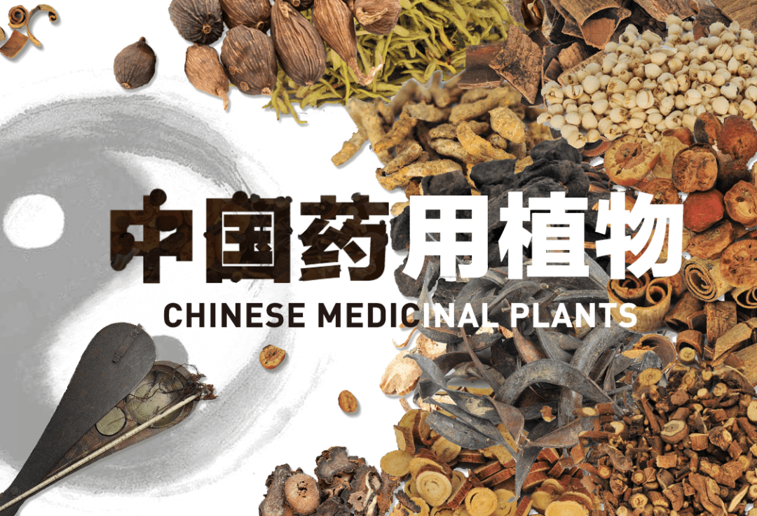 Understanding the Compendium of Materia Medica
