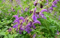 The Effects and Efficacy of Dan Shen (Salvia miltiorrhiza)