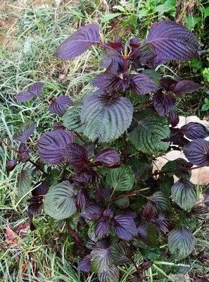 Identifying Chinese Medicinal Herbs Through Images: Exploring the 'Compendium of Materia Medica' (Part 3)