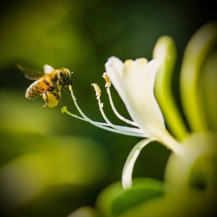 Medicinal Honey Source Plant - Honeysuckle!