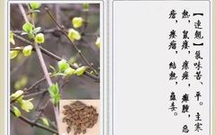 Lian Qiao (Forsythia Suspensa): Properties and Uses in TCM