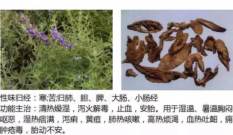Illustrated Guide to Over 500 Chinese Medicinal Herbs (Including Therapeutic Effects)